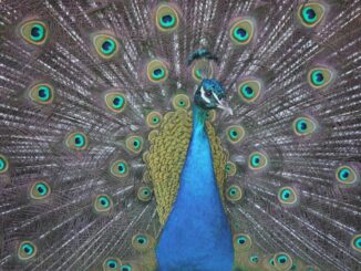 découvrez les subtilités du complexe de l'ego masculin et son impact sur les relations et la confiance en soi.