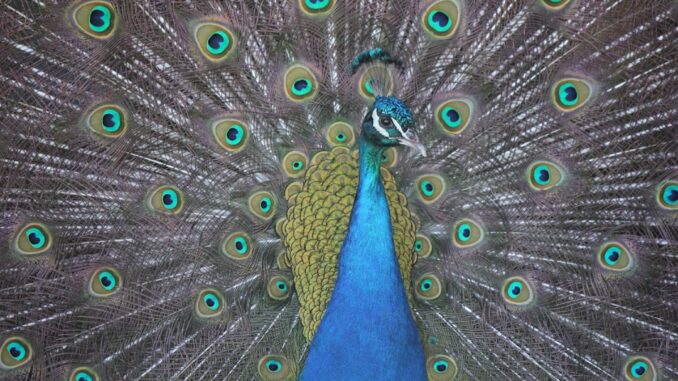 découvrez les subtilités du complexe de l'ego masculin et son impact sur les relations et la confiance en soi.