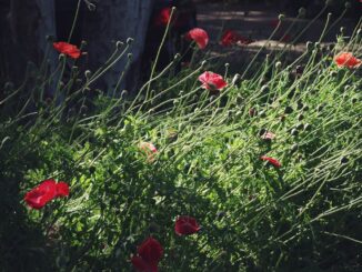 découvrez l'histoire captivante de l'amour au premier regard, un conte passionnant où les émotions s'entremêlent dès le premier instant.