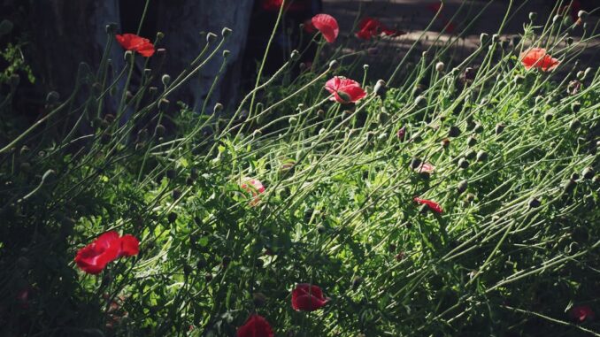 découvrez l'histoire captivante de l'amour au premier regard, un conte passionnant où les émotions s'entremêlent dès le premier instant.