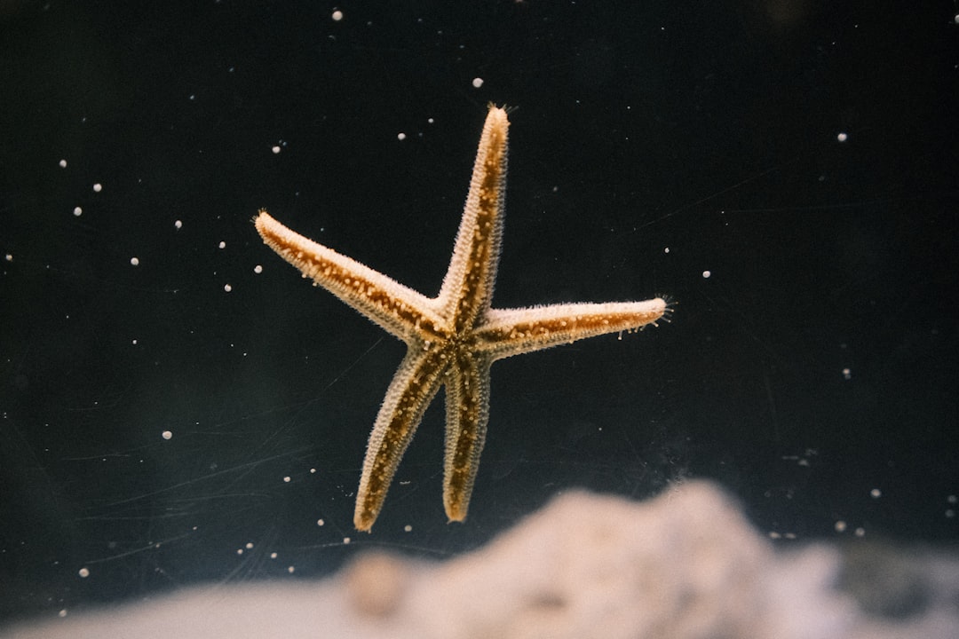 découvrez la position starfish, une posture relaxante qui favorise la détente et le bien-être général. idéale pour réduire le stress et améliorer la qualité du sommeil.